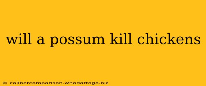 will a possum kill chickens